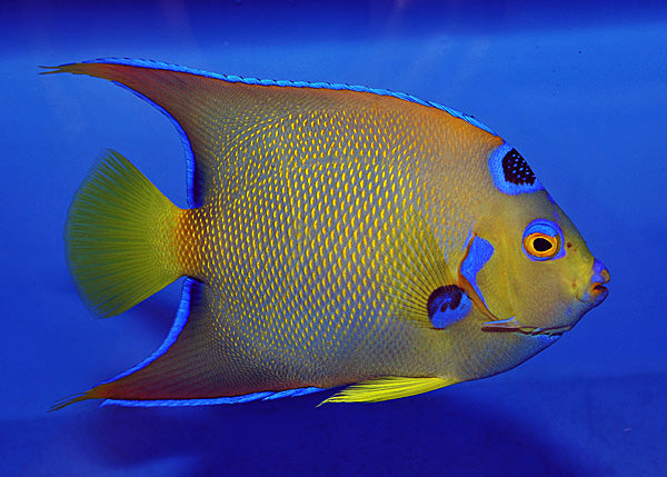 Holacanthus ciliaris - Queen angelfish