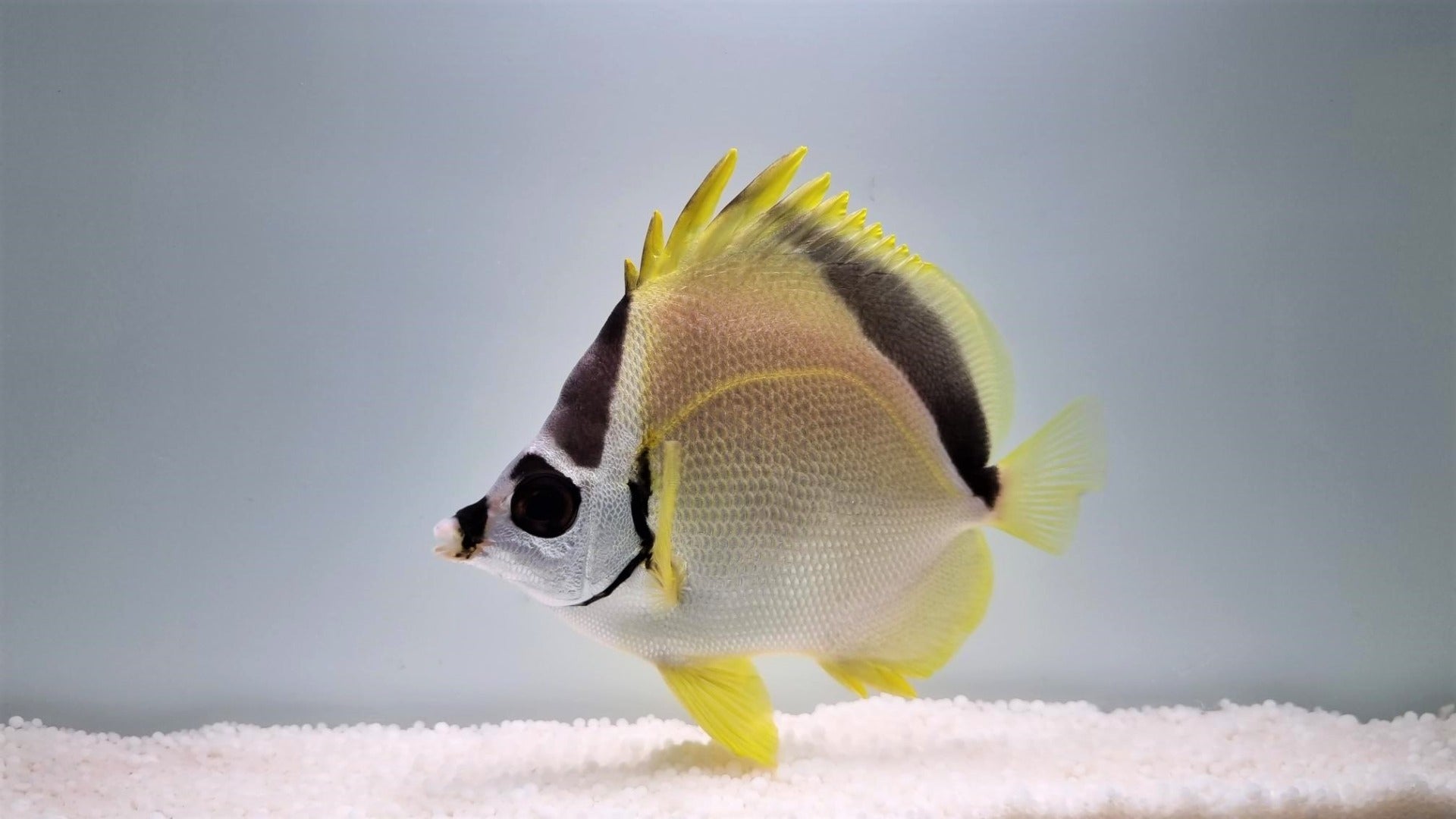 Johnrandallia nigrirostris - Blacknosed butterflyfish