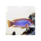 Lodotropheus Sprengeri Lavender Mbuna