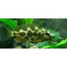 Nimbochromis Livingstonii / Malawi Cichlide Livingstonii