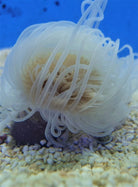 Pachycerianthus spp. (Wit) - Cylinder anemone (Wit)