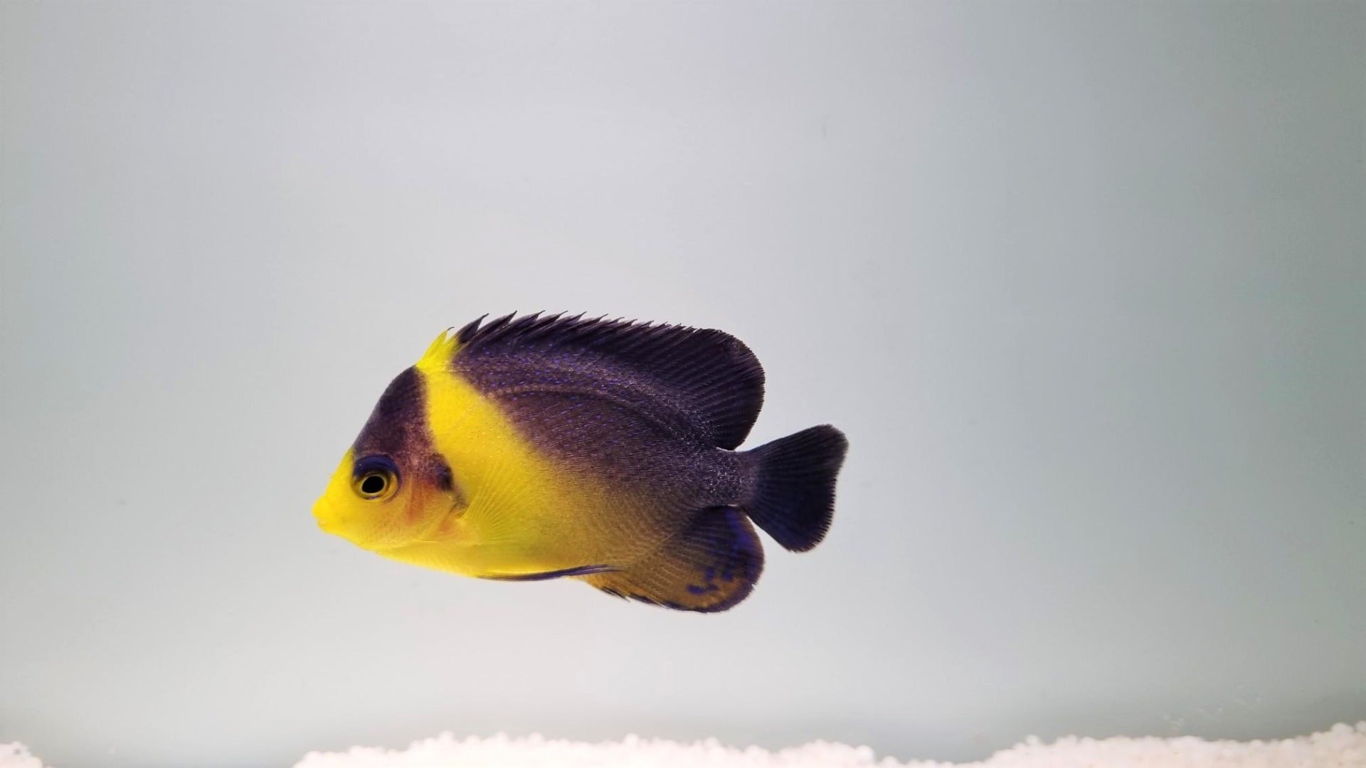 Paracentropyge venusta - Purple masked angelfish