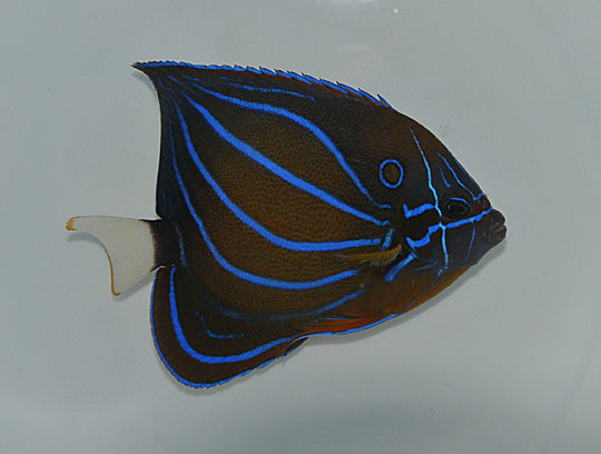 Pomacanthus annularis - Bluering angelfish