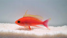 Pseudanthias pulcherrimus - Resplendent Goldie