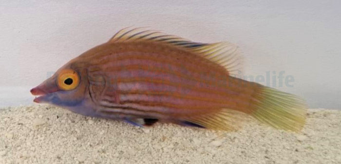 Pseudocheilinops ataenia - Pink Streaked Wrasse