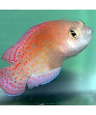 Pholidochromis cerasina - Kersen dottyback