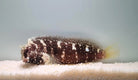 Salarias ramosus - Starry blenny