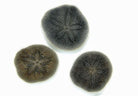 Brissus spp. - Sand dollar (flat)