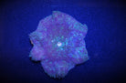 Stichodactyla tapetum - Mini Carpet anemone