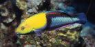 Halichoeres garnoti - Yellowhead Wrasse